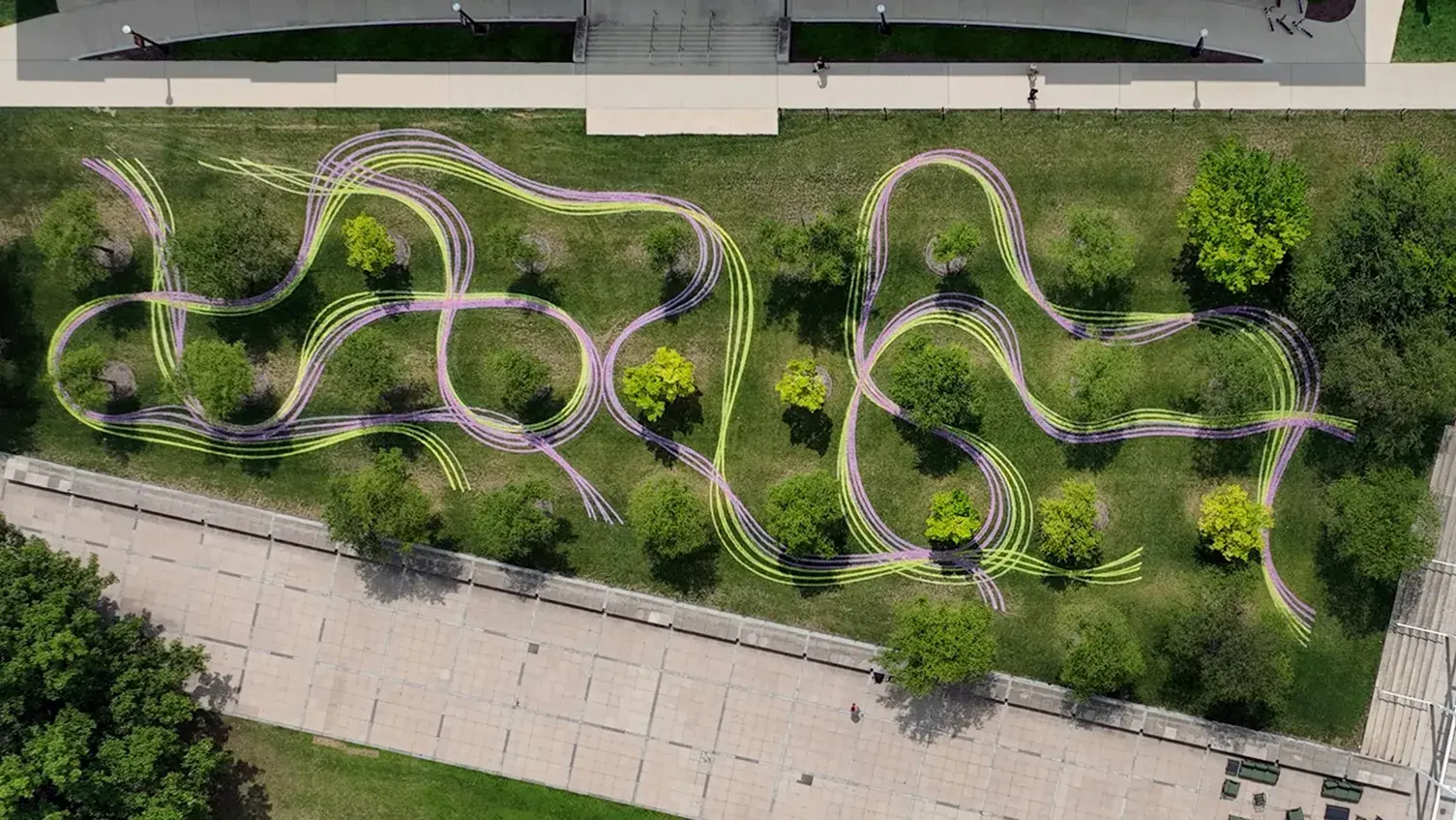 Overhead view of a tree grove with ribbon-like pink, yellow, and white lines painted on the grass. The triangular grove is bounded by paths and buildings.