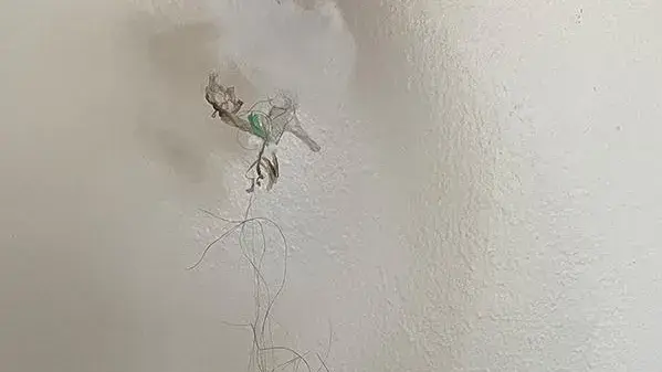 Several hairs and something else small and delicate sit in front of a textured white background