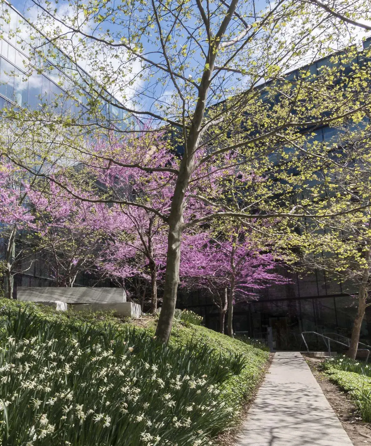 Courtyard with tall grass, flowers, trees and a walkway surrounded by glass building walls